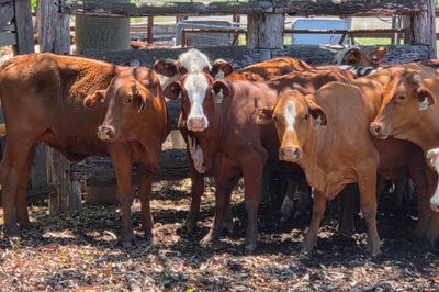 PTIC Heifers