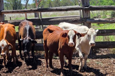 PTIC Heifers