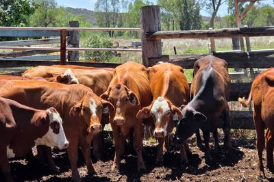 PTIC Heifers