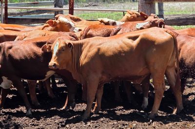 PTIC Heifers