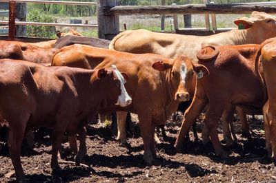 PTIC Heifers