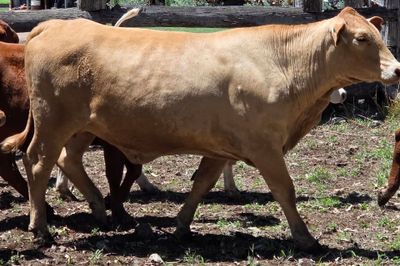 PTIC Heifers
