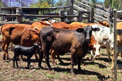 PTIC Heifers