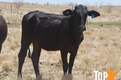 4 Decks M/S Crossbred Cattle
