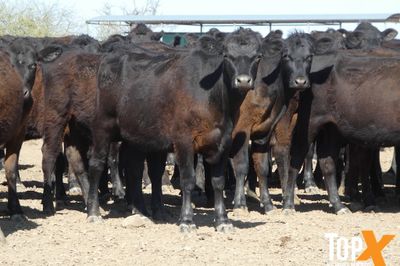 A+ 126 ANGUS HEIFERS