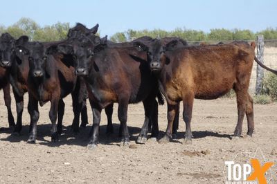 A+ 126 ANGUS HEIFERS