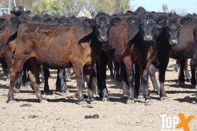A+ 126 ANGUS HEIFERS