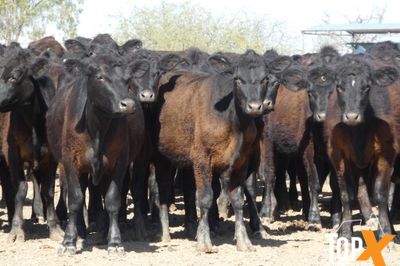 A+ 126 ANGUS HEIFERS