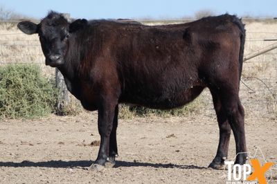 A+ 126 ANGUS HEIFERS