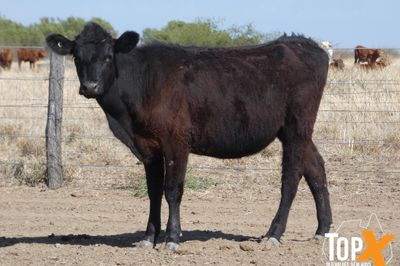 A+ 126 ANGUS HEIFERS