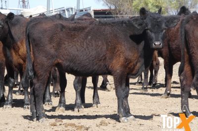A+ 126 ANGUS HEIFERS