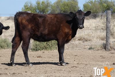A+ 126 ANGUS HEIFERS