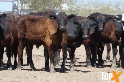 A+ 91 ANGUS X STEERS
