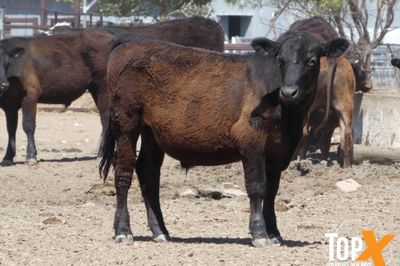 A+ 91 ANGUS X STEERS