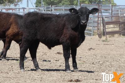 A+ 91 ANGUS X STEERS