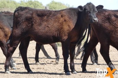 A+ 91 ANGUS X STEERS