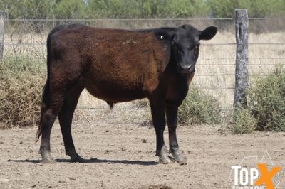 A+ 91 ANGUS X STEERS