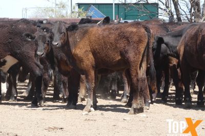 A+ 91 ANGUS X STEERS