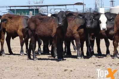 A+ 91 ANGUS X STEERS