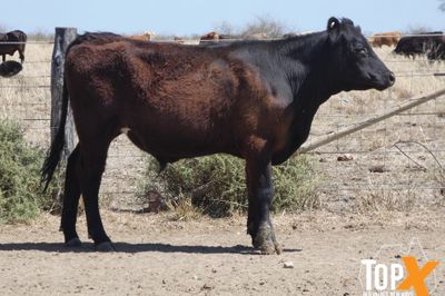 A+ 91 ANGUS X STEERS