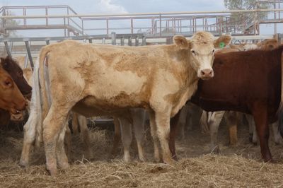 A+ 616 PTE BACKGROUNDER HEIFERS