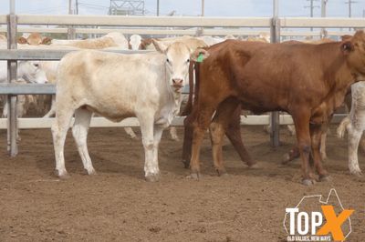 A+ 616 PTE BACKGROUNDER HEIFERS