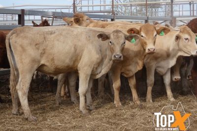 A+ 616 PTE BACKGROUNDER HEIFERS