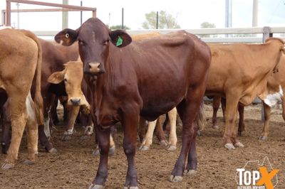A+ 616 PTE BACKGROUNDER HEIFERS