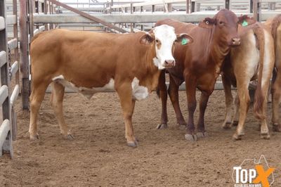 A+ 616 PTE BACKGROUNDER HEIFERS