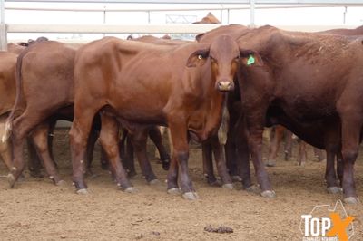 A+ 616 PTE BACKGROUNDER HEIFERS