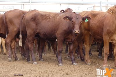 A+ 616 PTE BACKGROUNDER HEIFERS