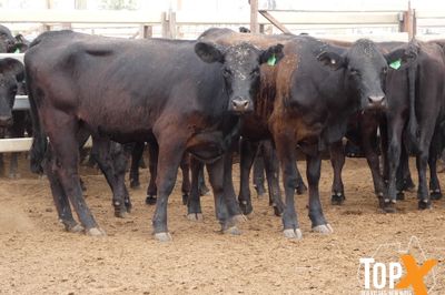 A+ 616 PTE BACKGROUNDER HEIFERS