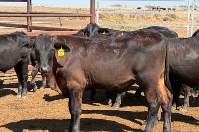 160 VGQ AngusX No. 6 HGP FREE Steers