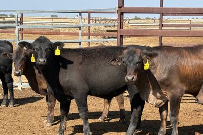 160 VGQ AngusX No. 6 HGP FREE Steers