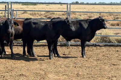 160 VGQ AngusX No. 6 HGP FREE Steers