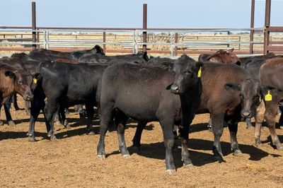 160 VGQ AngusX No. 6 HGP FREE Steers