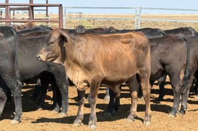 160 VGQ AngusX No. 6 HGP FREE Steers