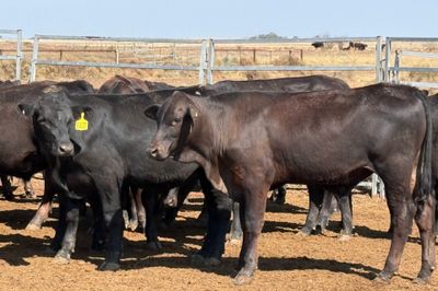 160 VGQ AngusX No. 6 HGP FREE Steers