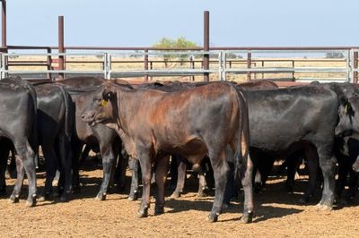 160 VGQ AngusX No. 6 HGP FREE Steers