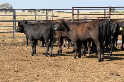160 VGQ AngusX No. 6 HGP FREE Steers