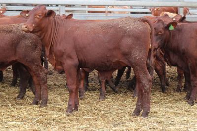 173 VGQ SANTA GERTRUDIS X HEIFERS