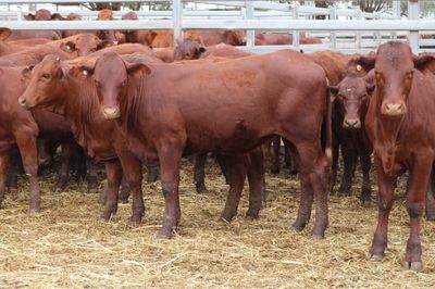 173 VGQ SANTA GERTRUDIS X HEIFERS