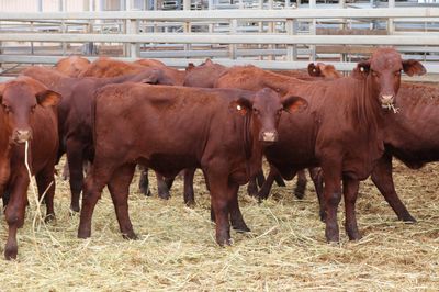 173 VGQ SANTA GERTRUDIS X HEIFERS