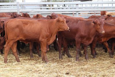 173 VGQ SANTA GERTRUDIS X HEIFERS