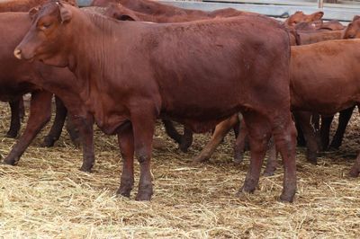 173 VGQ SANTA GERTRUDIS X HEIFERS