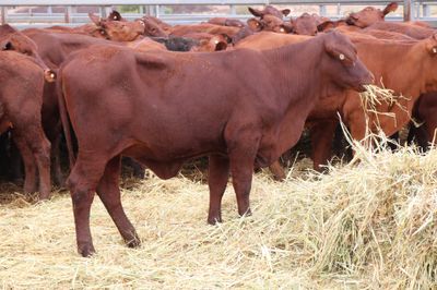 173 VGQ SANTA GERTRUDIS X HEIFERS