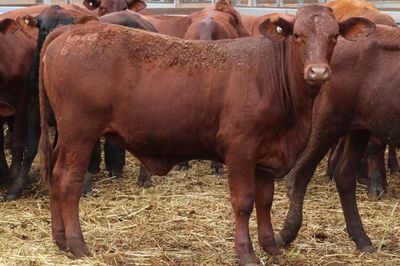 173 VGQ SANTA GERTRUDIS X HEIFERS