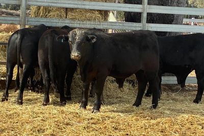 VGQ Ultrablack herd Bulls