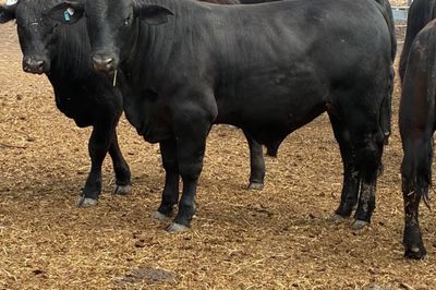 VGQ Ultrablack herd Bulls