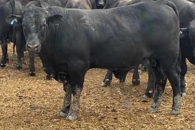 VGQ Ultrablack herd Bulls
